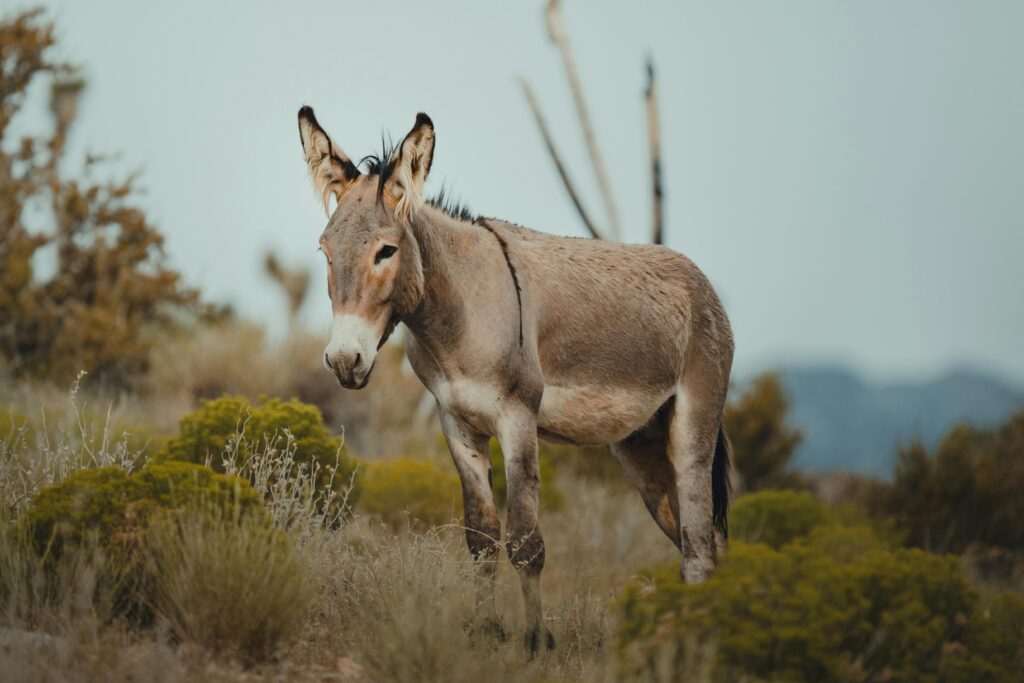 A wild donkey standing in the scenic wilderness of Mount Charleston, Nevada, USA.