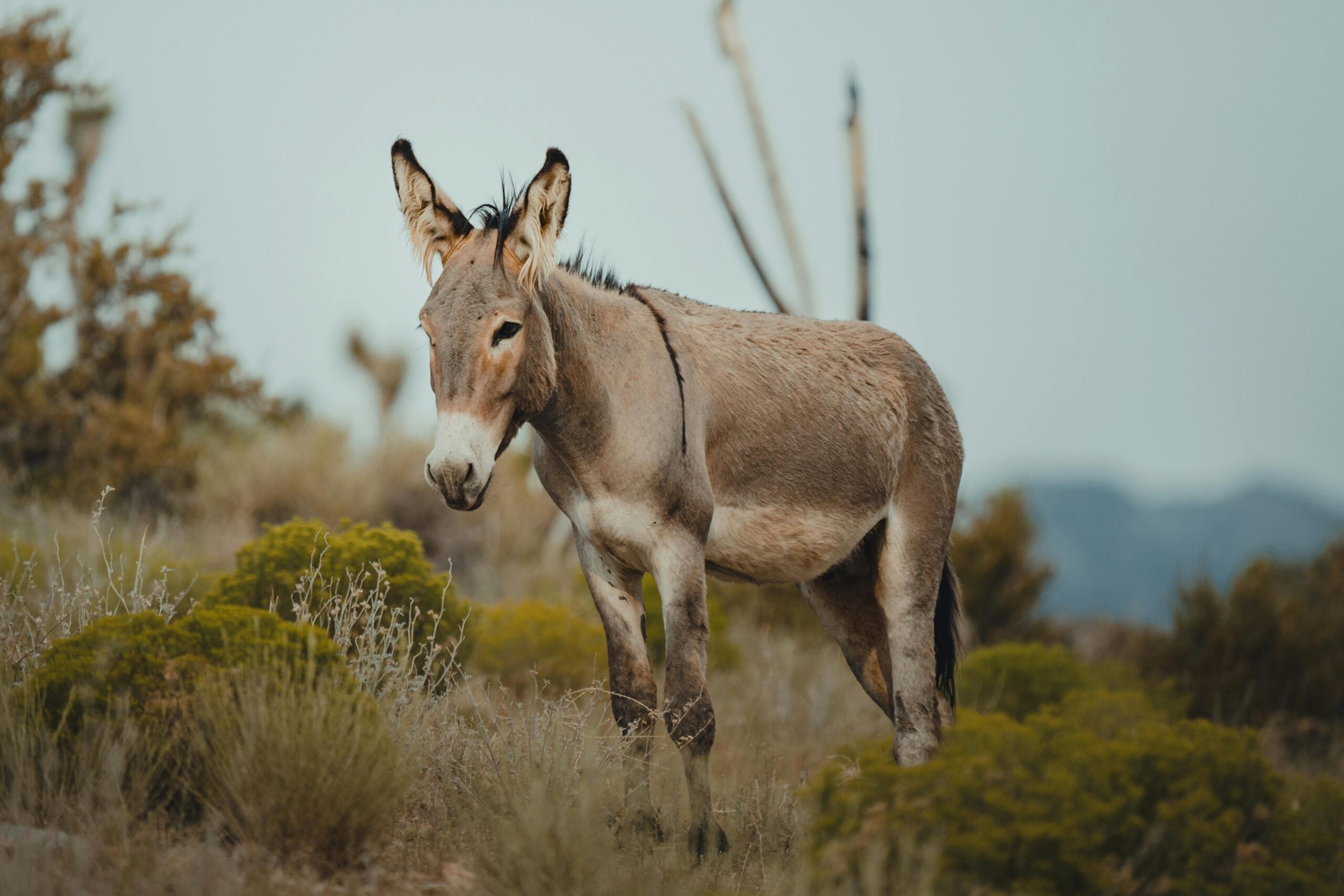 A wild donkey standing in the scenic wilderness of Mount Charleston, Nevada, USA.