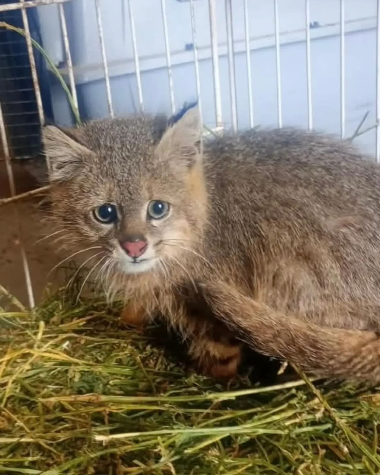 Rescataron a una gata silvestre de una especie vulnerable en las sierras de Córdoba
